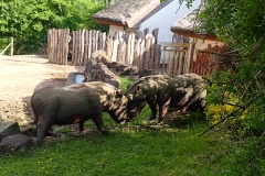 Výlet do Zoo Vrabčáci