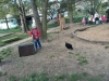 ipp