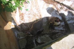 Výlet do ZOO - Krtečci
