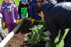 Žabičky zahradníci